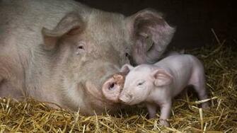 Mother And Baby Pig Animal Lovers Picture