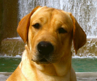Yellow Lab Image