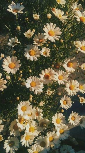 Flowers Aesthetic Summer Goldenhour Cute Photography