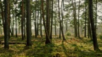 Forest HD Wallpaper Background Image