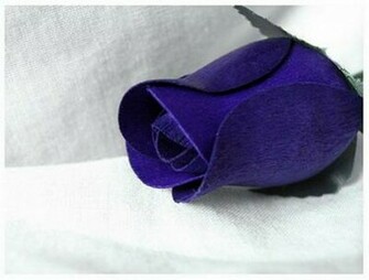 Wallpaper Background Blue Rose