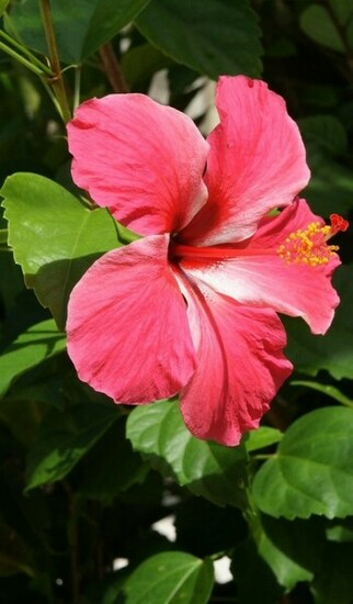 Hibiscus Flower