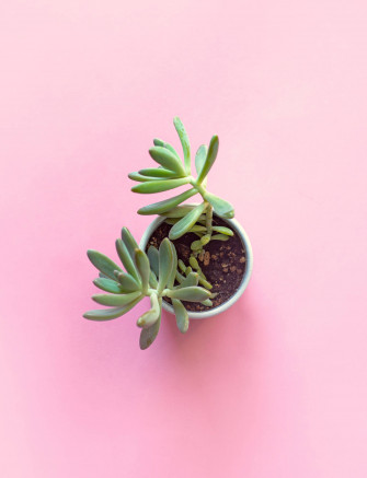 Top Pastel Pink Color Wallpaper Full HD 4k To Use