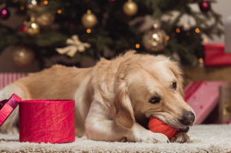 The Safest And Happiest Holiday Ever For You Your Dog