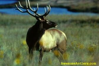 Whitetail Deer And Monster Bucks Wallpaper For Your Pc