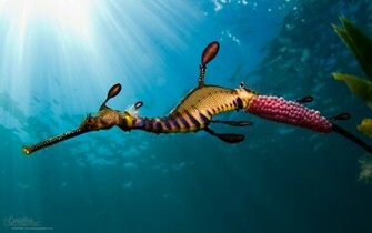 Seahorse Computer Wallpaper Desktop Background Id