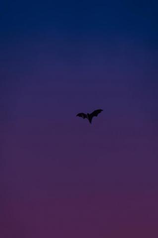 Bat Pictures HD Image
