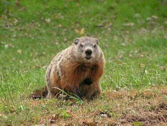 Groundhog Wallpaper