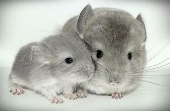 Tiffany S Chinchillas Photos