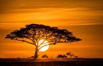 Sunset Wallpaper Savanna