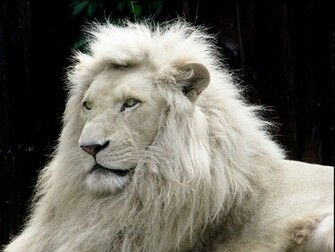 White Lion Wallpaper