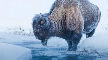 Day Winter Wolves And Wildlife Tour Yellowstone Safari Company