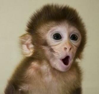 Dog Bear And Monkey Baby Making A Funny Face