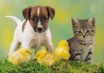 Kitten Puppy And Chickens Wallpaper