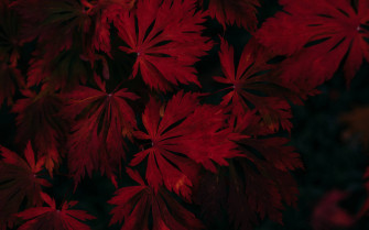 Autumn Majesty Wallpaper