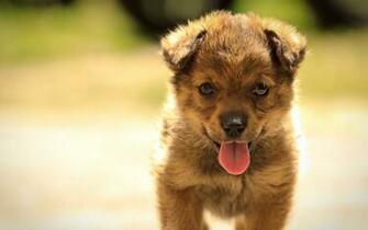 Summer Puppy X Close