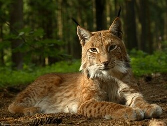Lynx Jpg