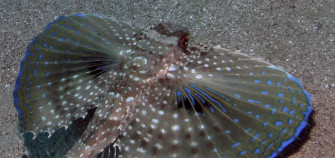 Flying Gurnard Wallpaper