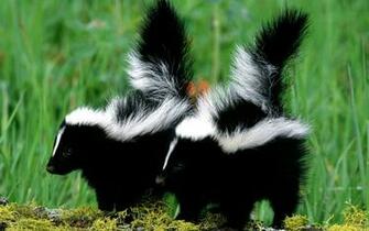 Skunks Wallpaper
