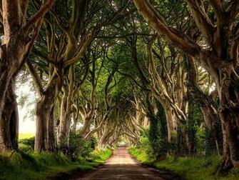 The Dark Hedges Northern Ireland Wallpaper