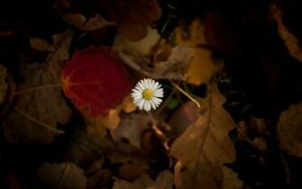 Flower Chamomile Leaves Autumn Wallpaper