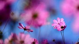 Cosmos Flower Mac Wallpaper