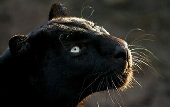 Black Jaguar Animal Wallpaper Pictures In High
