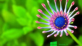 Pictures Of Close Up Flower For Wallpaper HD