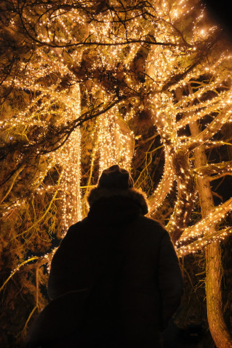 Christmas Tree Lights iPhone Wallpaper