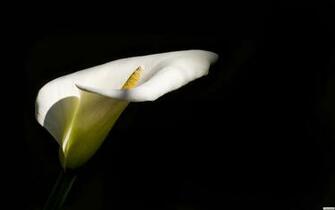 Calla Lily Wallpaper