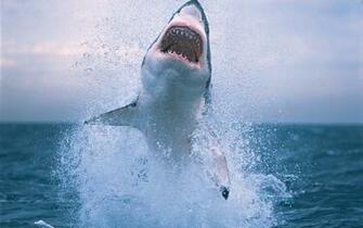Shark Week Wallpaper