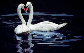Swans Blackwater Wallpaper Photo And All