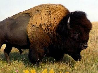 The Water Buffalo Or Domestic Asian Bubalus Bubalis Is