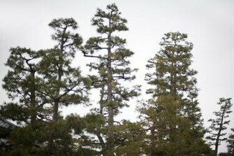Pine Tree Background Stockarch Stock Photos