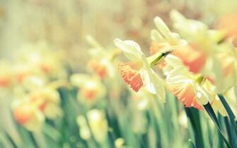 Cute Romantic Wallpaper In HD From Gallery Pictures