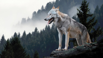 Wolf Forest 4k Wallpaper iPhone HD Phone 2740f