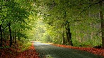 Desktop Wallpaper Road In The Dark Forest