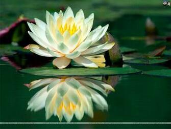 Lilies Wallpaper