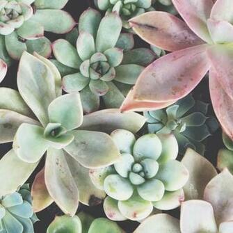 Tasteful Tech Succulent Garden