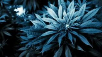 Wallpaper For Funny Weed Desktop