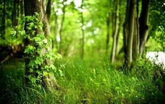 Green Forest Wallpaper