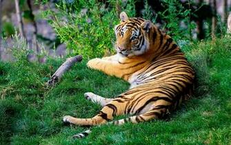 High Resolution Tiger Wallpaper
