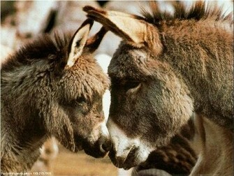 Donkey Wallpaper Picture Photo Animal