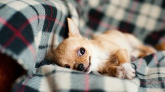 Chihuahua HD Wallpaper