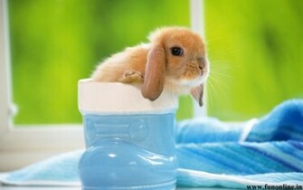 Rabbit Wallpaper Cute Baby Rabbits HD