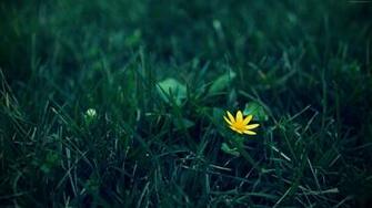 Wildflower Wallpaper Nature Meadows Yellow Flower