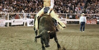 Bull Riding Wallpaper