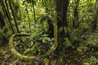 Amazon Rainforest Wallpaper