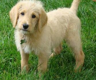 Labradoodle Puppies Image HD All Wallpaper