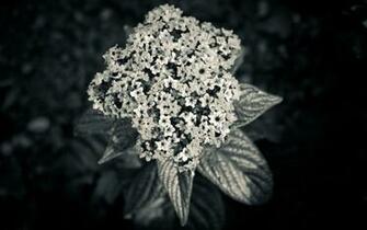 Black And White Flower Wallpaper